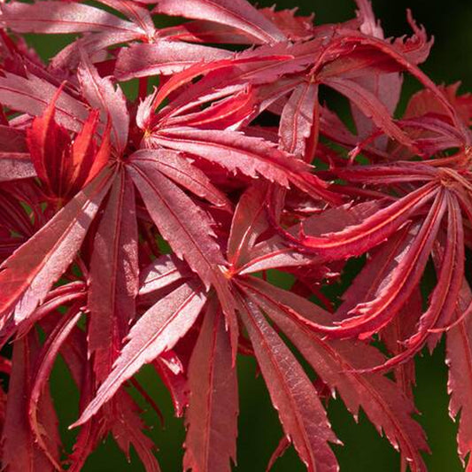 Acer 'Jerre Schwartz'