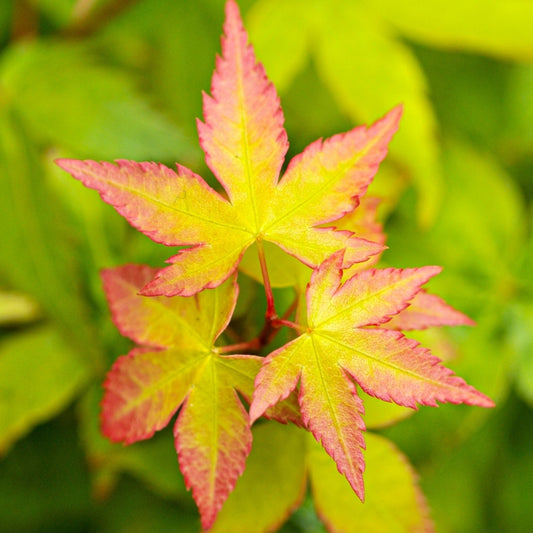 Acer 'Little Princess'