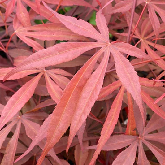 Acer 'Pévé Dave'