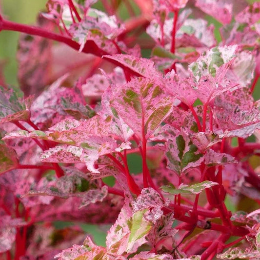 Acer 'Red Flamingo'