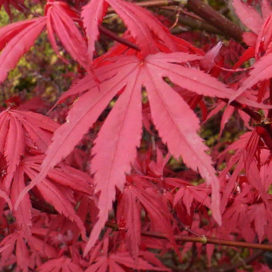 Acer 'Redwine'