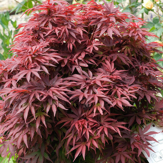 Acer 'Rhode Island Red'