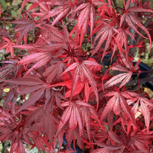 Acer 'Shaina'