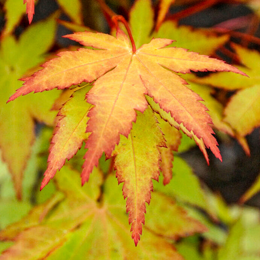 Acer 'Summer Gold'