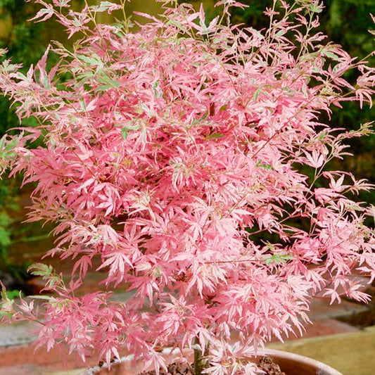 Acer 'Taylor'