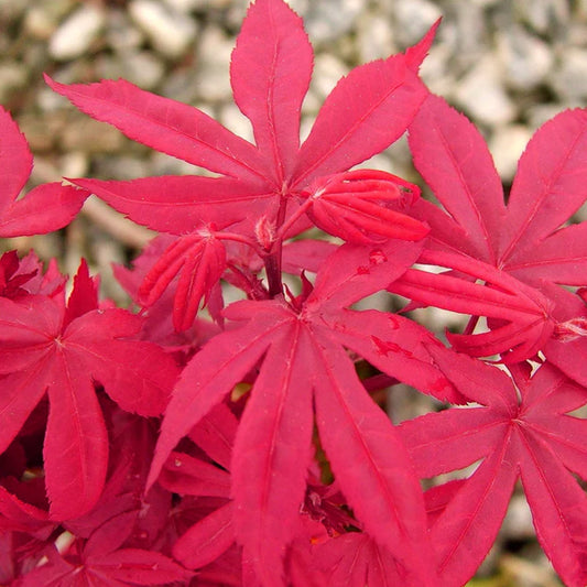 Acer 'Twombly's Red Sentinel'