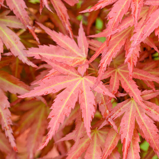 Acer 'Wilson's Pink Dwarf'