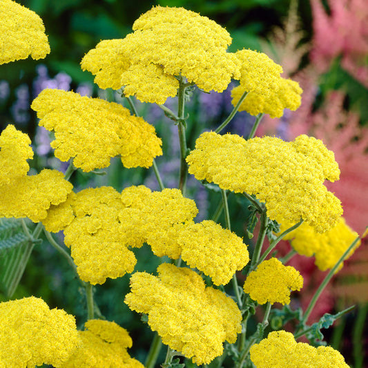 Achillea 'Moonshine'