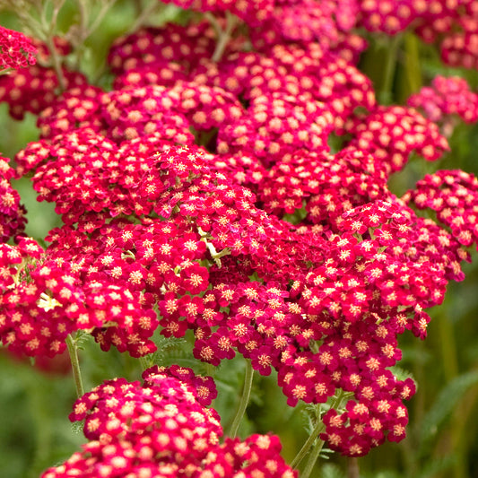 Achillea 'Red Velvet'