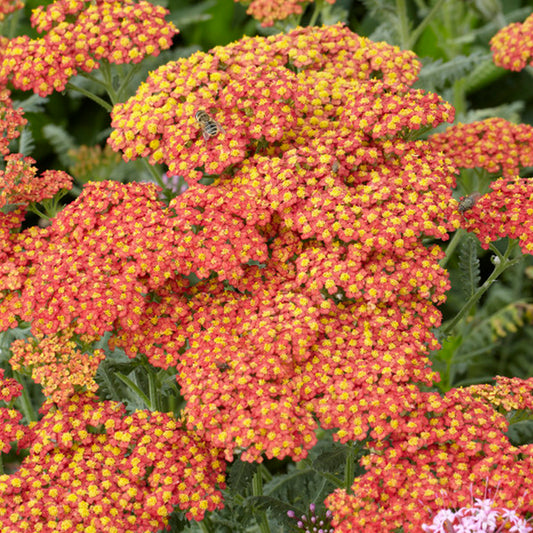 Achillea 'Walther Funcke'