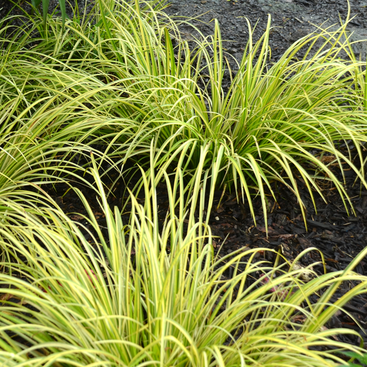 Acorus 'Golden Edge'