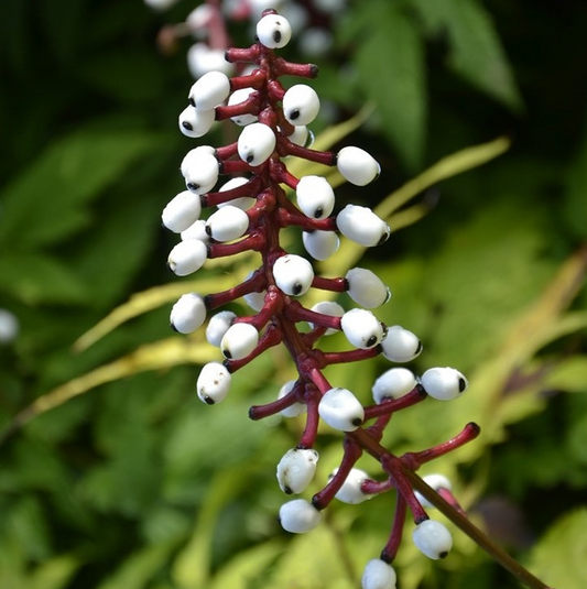 Actaea 'Misty Blue'