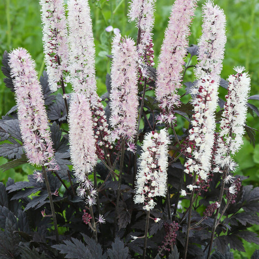 Actaea 'Chocoholic'