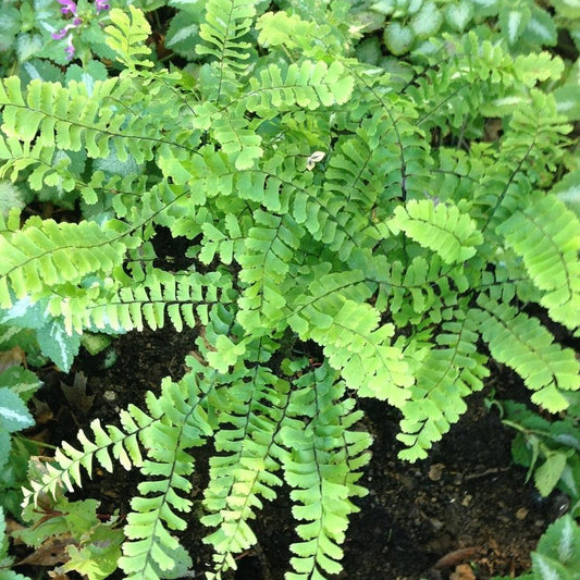 Adiantum pedatum