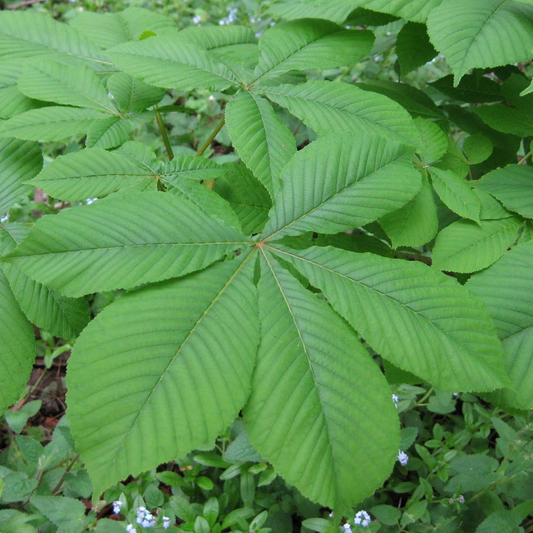 Aesculus hippocastanum