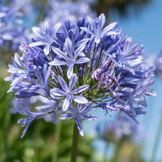 Agapanthus 'African Skies'