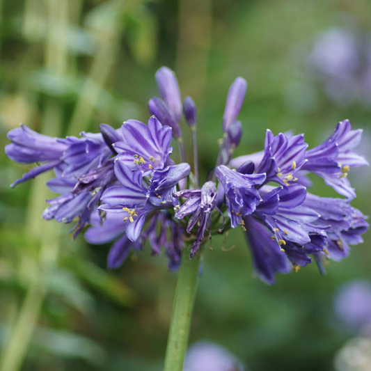 Agapanthus 'Black Pantha'