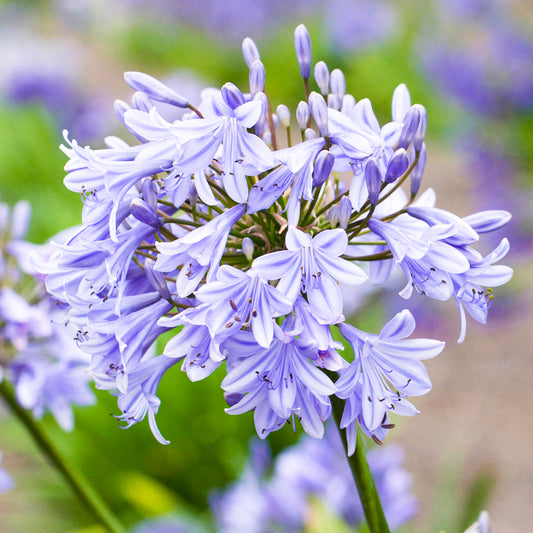 Agapanthus 'Blue Storm'