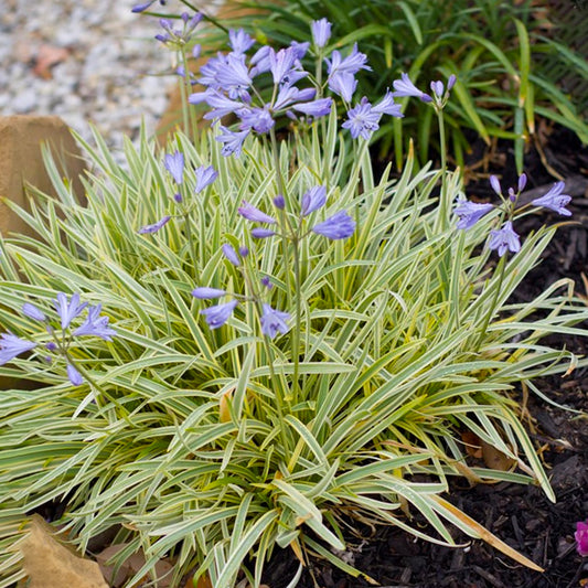 Agapanthus 'Golden Drop'