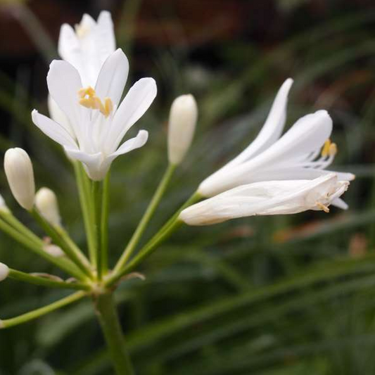 Agapanthus 'Mi Casa'