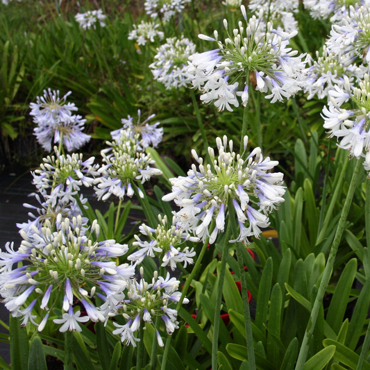 Agapanthus 'Queen Mum'