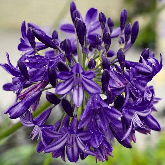 Agapanthus 'Royal Velvet'