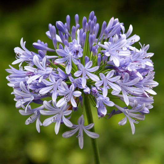 Agapanthus 'Star Quality'