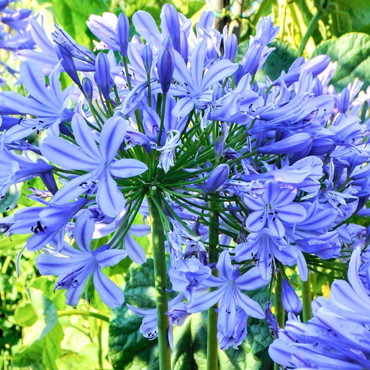 Agapanthus 'Brilliant Blue'