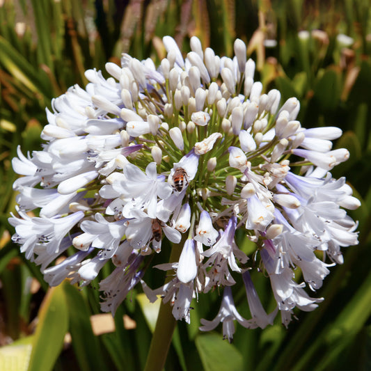 Agapanthus 'Arctic Star'