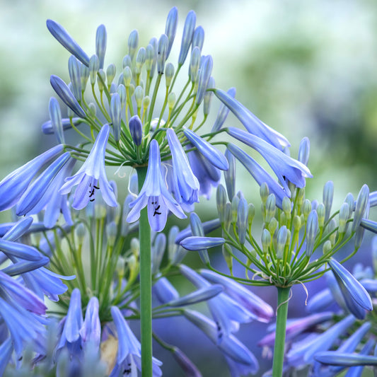 Agapanthus 'Ballerina'