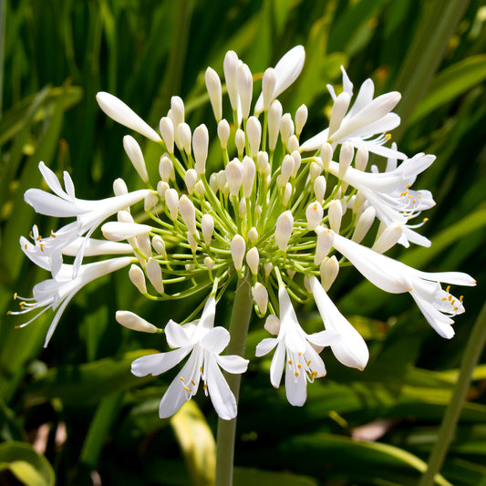 Agapanthus 'Bridal Bouquet'