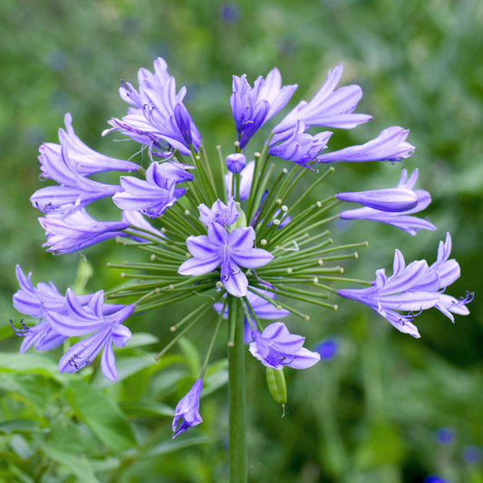 Agapanthus 'Charlotte'