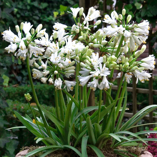 Agapanthus 'Double Diamond'