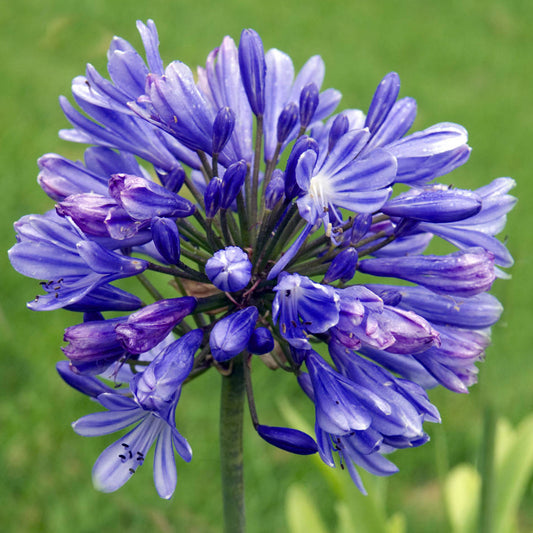 Agapanthus 'Flower of Love'