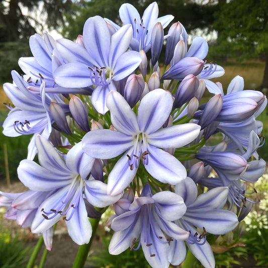 Agapanthus 'Full Moon'