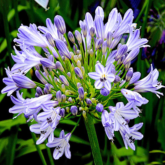 Agapanthus 'Megan's Mauve'