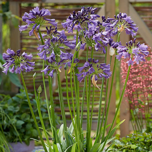 Agapanthus 'Poppin Purple'