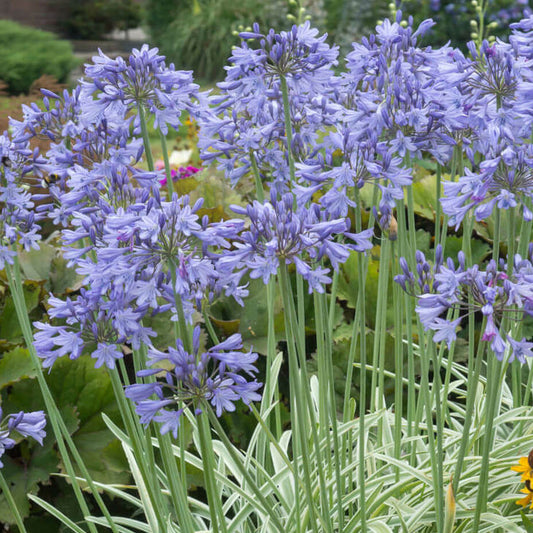 Agapanthus 'Silver Moon'