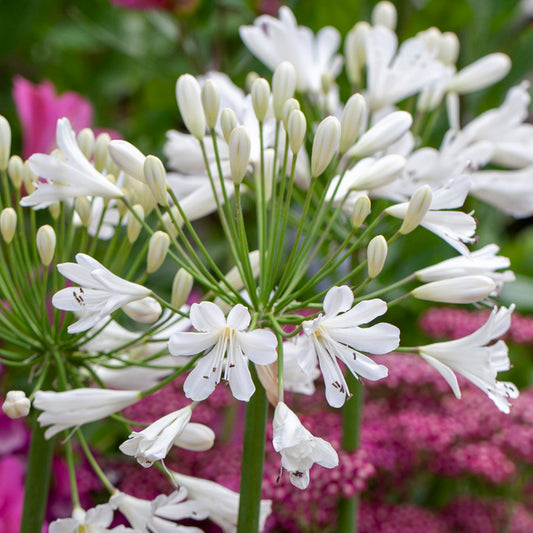 Agapanthus 'Snow Crystal'