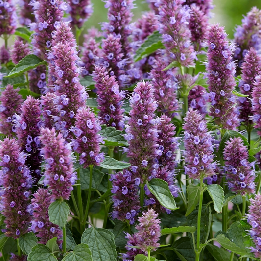 Agastache 'Beelicious Purple'