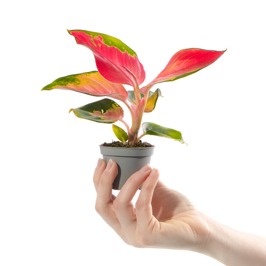 Baby Aglaonema 'Red Zirkon'