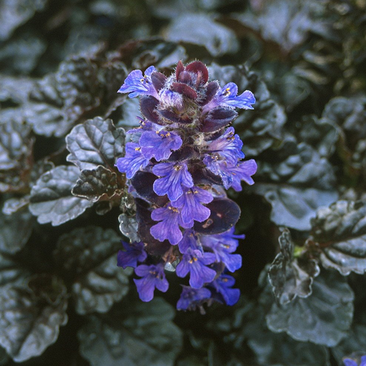 Ajuga 'Black Scallop'