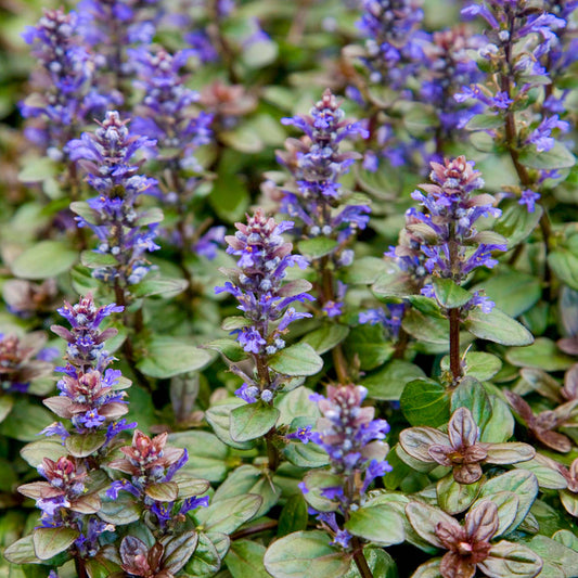 Ajuga 'Chocolate Chip'