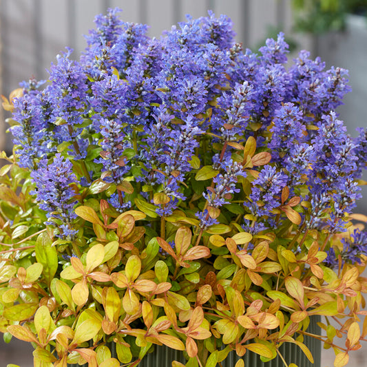 Ajuga 'Fancy Finch'