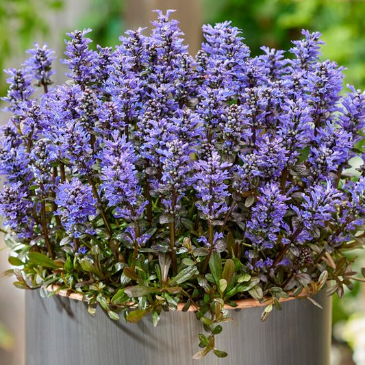 Ajuga 'Noble Nightingale'