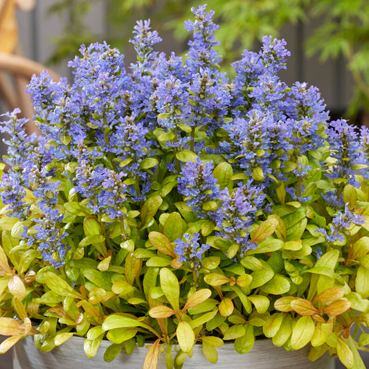 Ajuga 'Petite Parakeet'