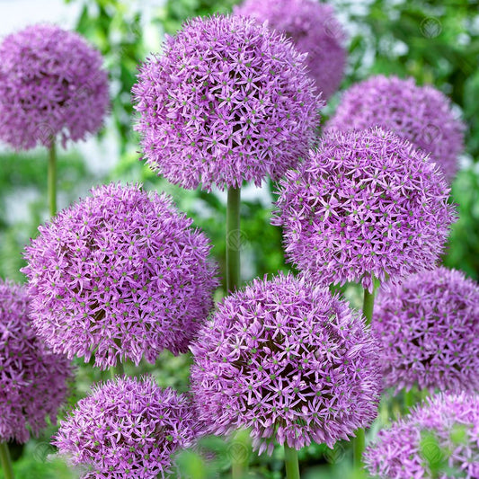 Allium 'Gladiator'