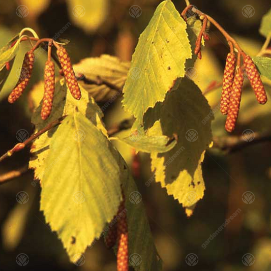 Alnus 'Aurea'