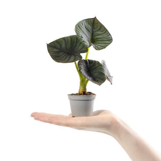 Baby Alocasia 'Silver Nebula'