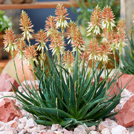 Aloe 'Safari Sunrise'